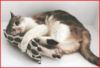 猫抱き枕.jpg